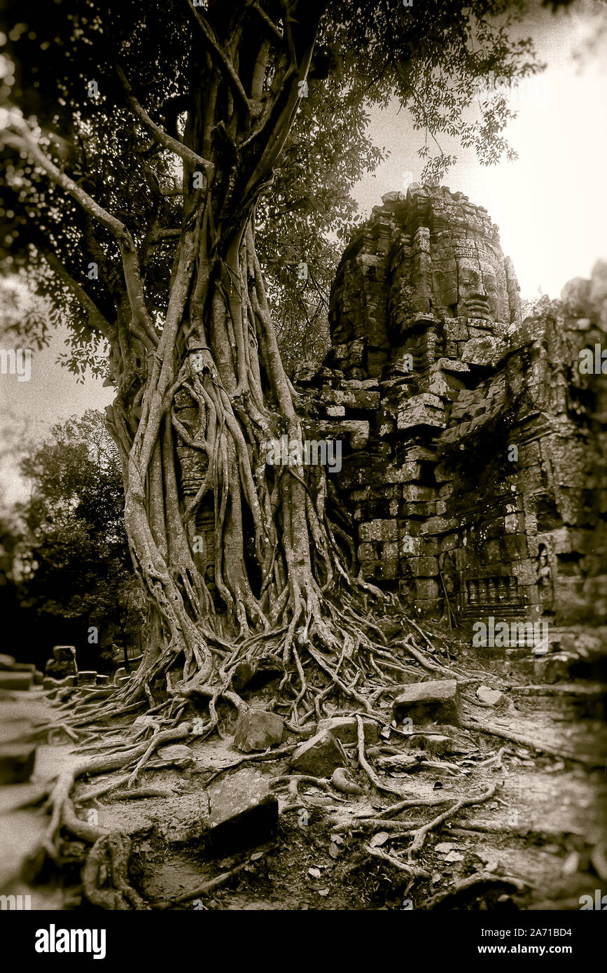 Cambogia Angkor,Ta Som jungle tempio: un albero con un volto scolpito in pietra nel Ta Som jungle tempio di Angkor area archeologica. Foto Stock