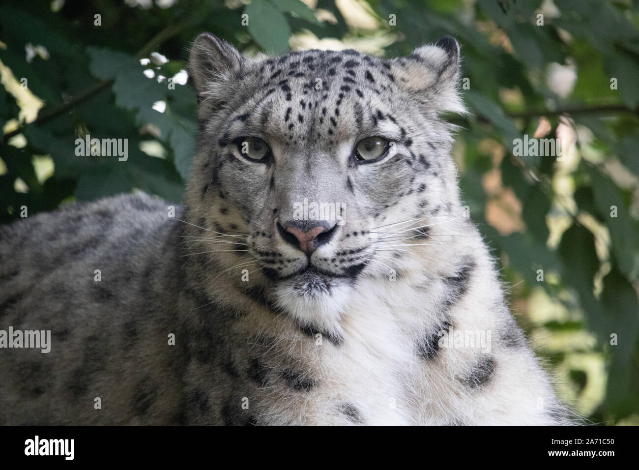 Femmina di Snow Leopard, Taïga ritratto (Panthera uncia) Foto Stock