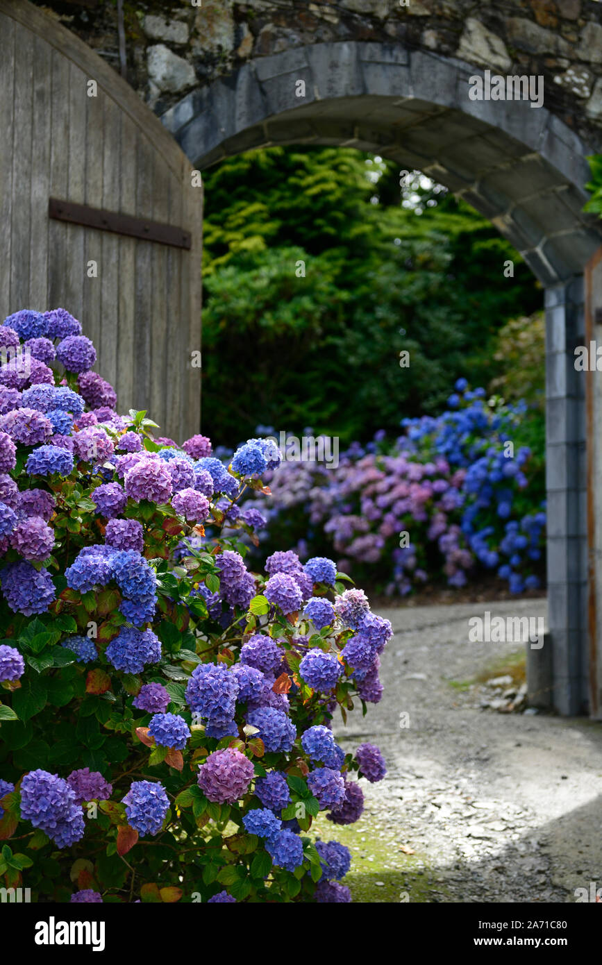 Hydrangea macrophylla,mophead hydrangea,blu,viola,fiore,fiori,l'infiorescenza,ortensie,acrh,porta ad arco,gateway,giardino murato,RM Floral Foto Stock