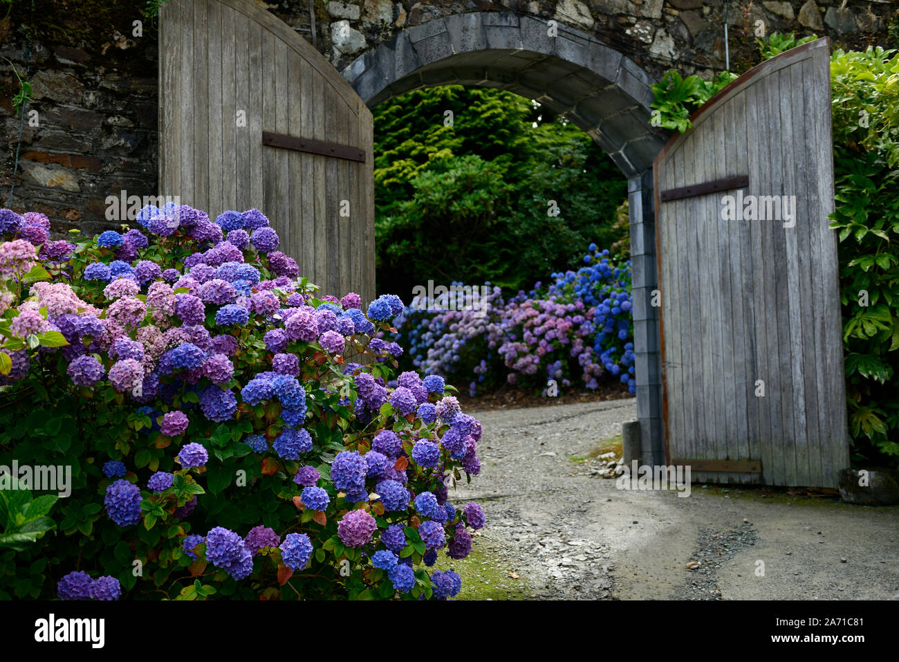Hydrangea macrophylla,mophead hydrangea,blu,viola,fiore,fiori,l'infiorescenza,ortensie,acrh,porta ad arco,gateway,giardino murato,RM Floral Foto Stock