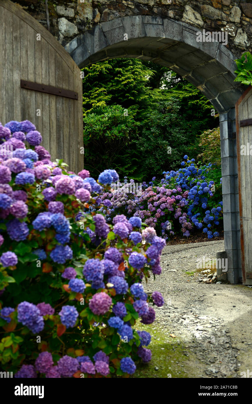 Hydrangea macrophylla,mophead hydrangea,blu,viola,fiore,fiori,l'infiorescenza,ortensie,acrh,porta ad arco,gateway,giardino murato,RM Floral Foto Stock