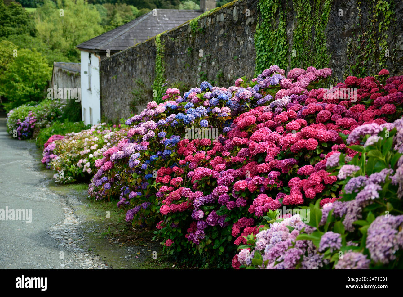 Hydrangea macrophylla,mophead hydrangea,blu,viola,rosa,rosso,mix,miscelati,colori,colori,fiore,fiori,l'infiorescenza,ortensie,giardino murato,RM Florall Foto Stock