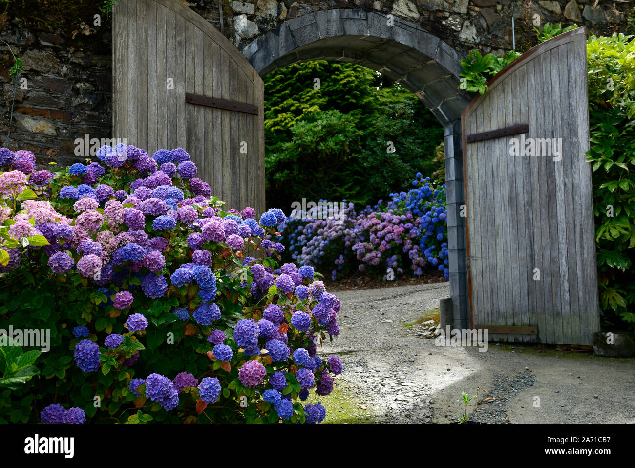 Hydrangea macrophylla,mophead hydrangea,blu,viola,fiore,fiori,l'infiorescenza,ortensie,acrh,porta ad arco,gateway,giardino murato,RM Floral Foto Stock