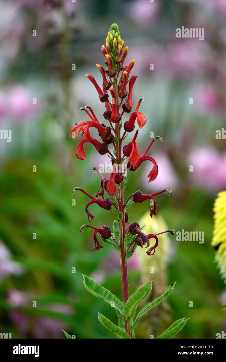 Lobelia tupa,Devil's fiore di tabacco,rosso,fiori,fioritura,spike,guglia,tall,perenne,giardino,giardino,RM Floral Foto Stock