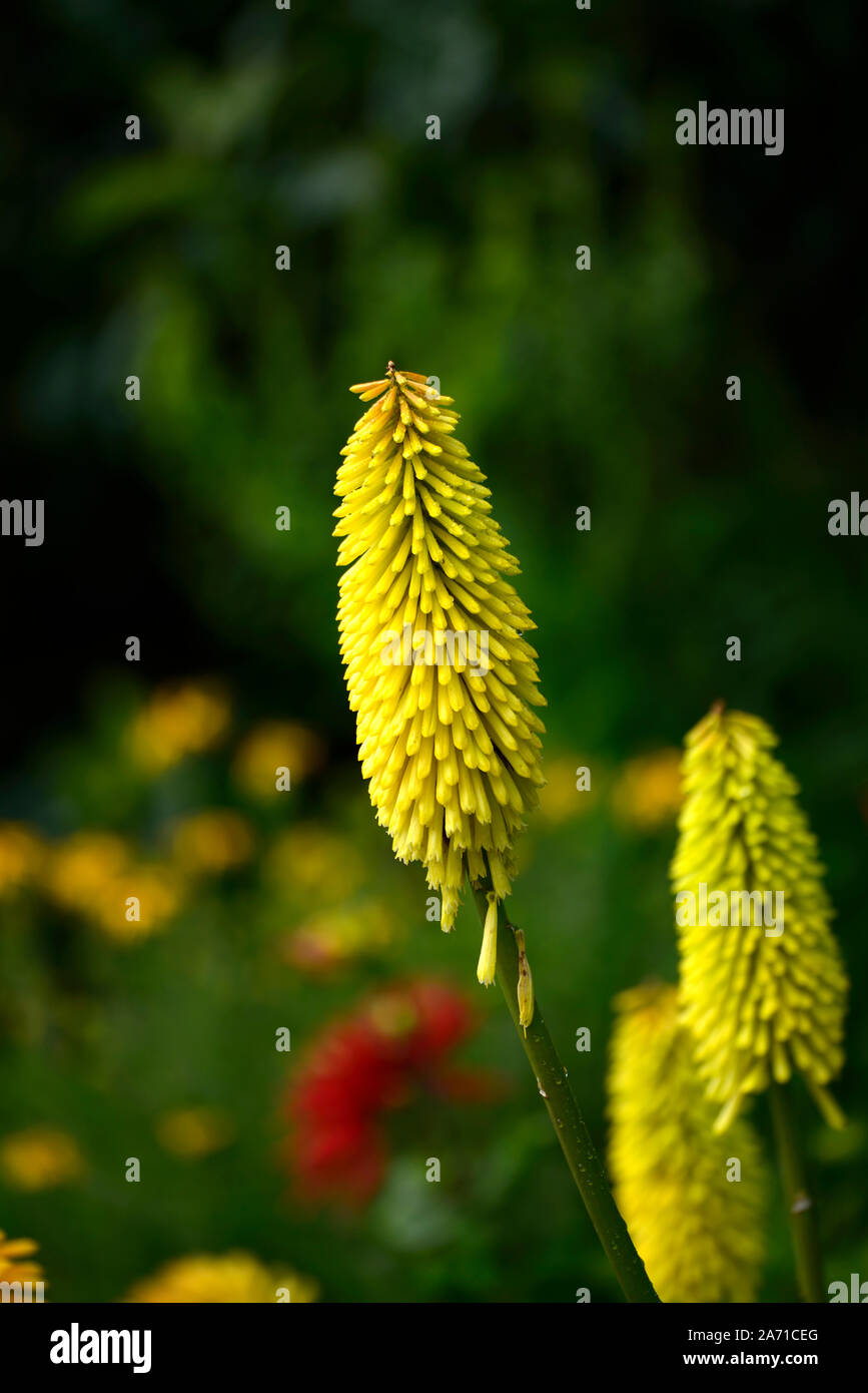 Kniphofia api limone,Torcia lily,red hot poker,giallo,fiore tubolare spike,fiori,fioritura,RM Floral Foto Stock