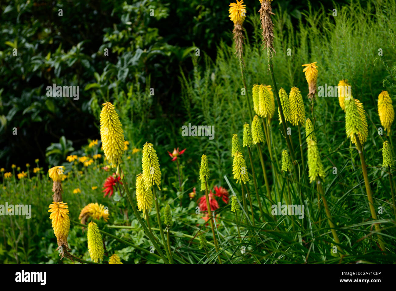 Kniphofia api limone,Torcia lily,red hot poker,giallo,fiore tubolare spike,fiori,fioritura,RM Floral Foto Stock