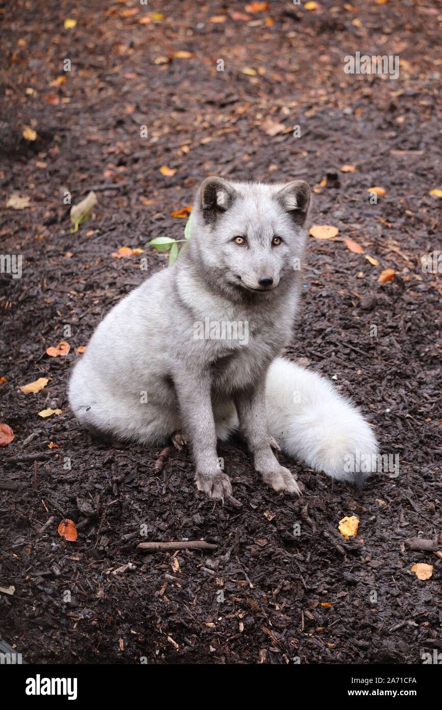 Maschio di Volpe Artica seduto ancora (Vulpes vulpes lagopus) Foto Stock