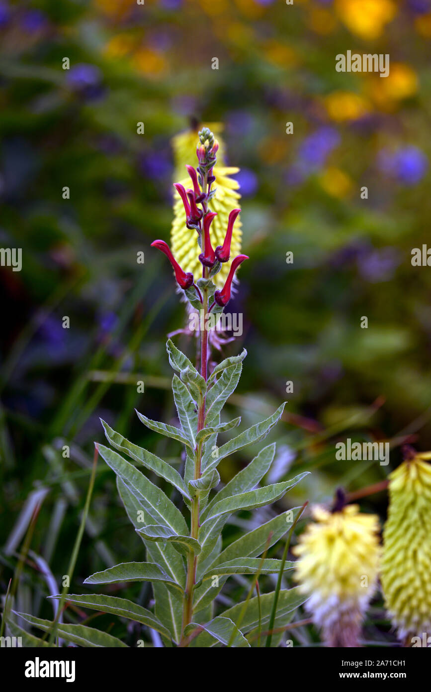 Lobelia tupa,Devil's fiore di tabacco,rosso,fiori,fioritura,spike,guglia,tall,perenne,giardino,giardino,RM Floral Foto Stock