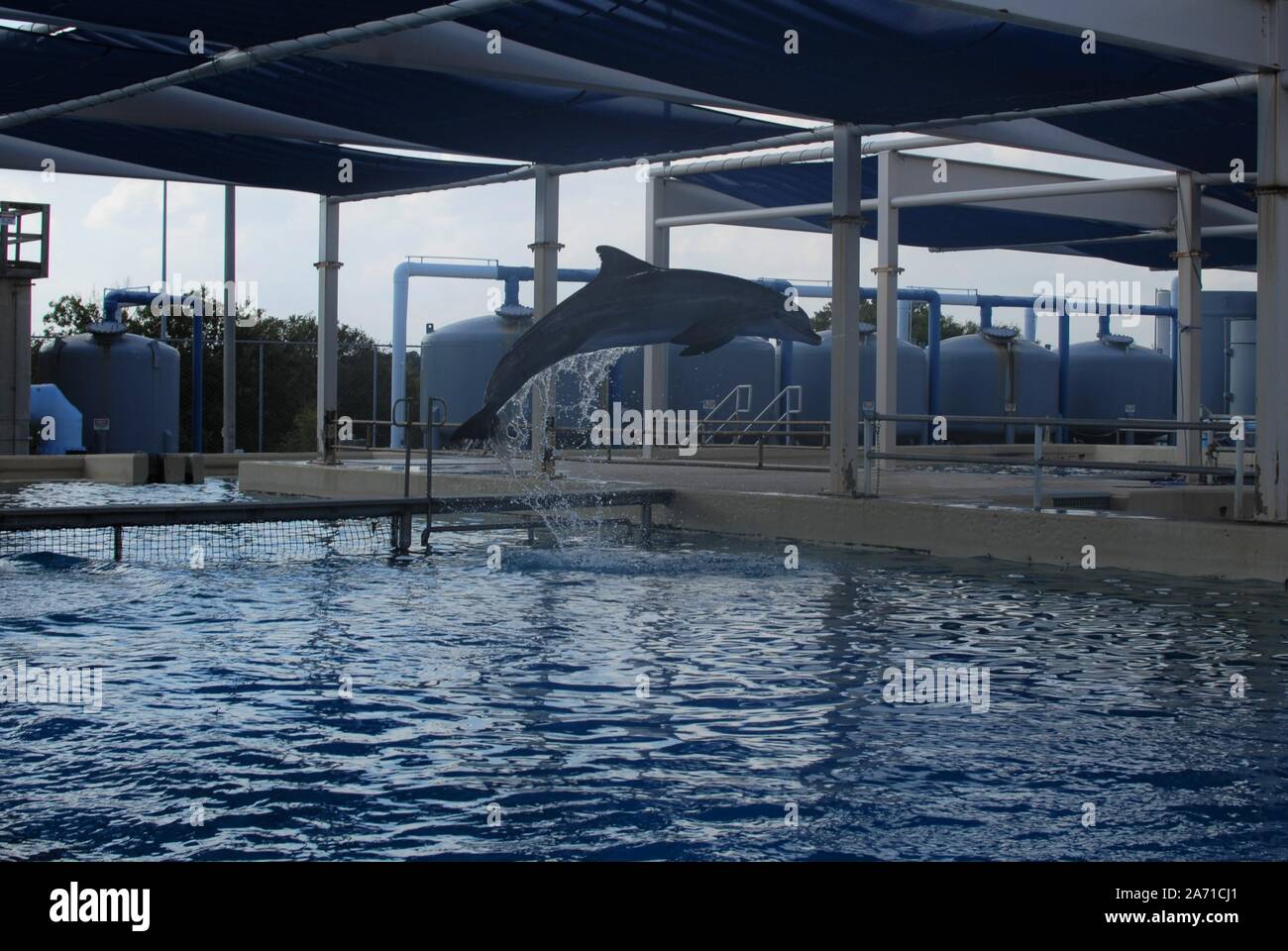 Un delfino saltare attraverso l'acqua al SeaWorld di San Antonio, Texas. Foto Stock
