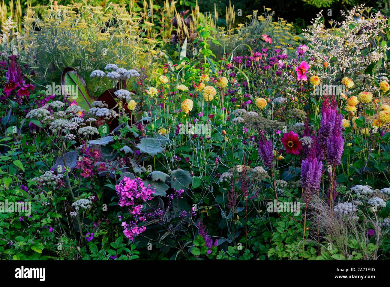 Giardino, giardini, pianta tropicale schema, tenero perenne, letto perennials, letti, confine, frontiere Foto Stock