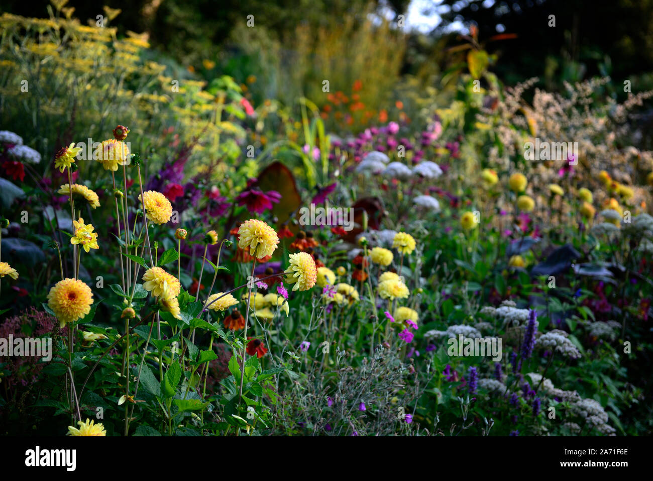 Dahlia sunny boy,fiori gialli,sfera Dahlia,sfera dalie,confine misti,tropicale schema impianto,fioritura,perenne,RM Floral Foto Stock