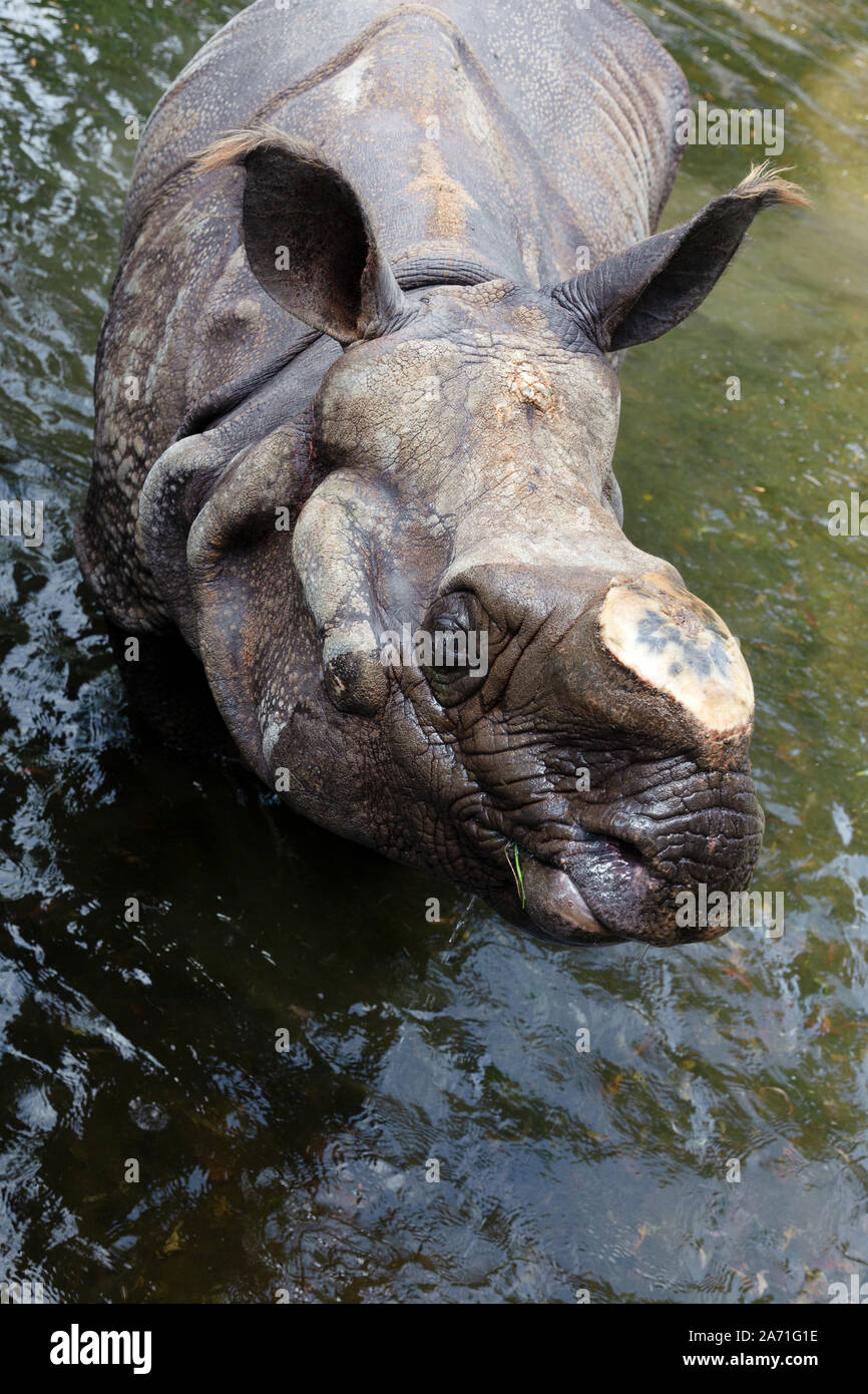 Rhino senza un avvisatore acustico, i cacciatori di frodo e il benessere degli animali Foto Stock