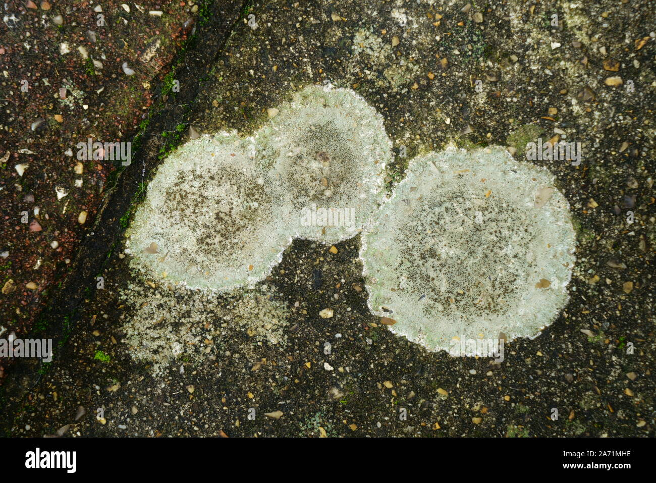 Marciapiede lichen Xanthoparmelia scabrosa che cresce su una pavimentazione in calcestruzzo lastra. Foto Stock