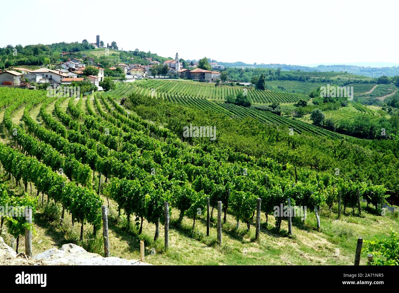 Vigneti di Goriska Brda Slovenia Foto Stock