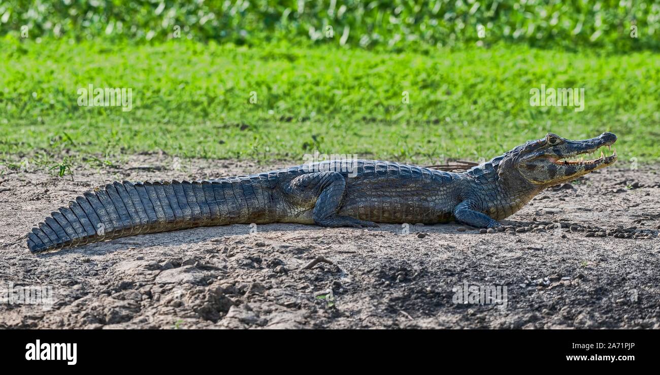 Caimano dagli occhiali (Caiman crocodilus yacare) sulla riva, Pantanal, Mato Grosso, Brasile Foto Stock