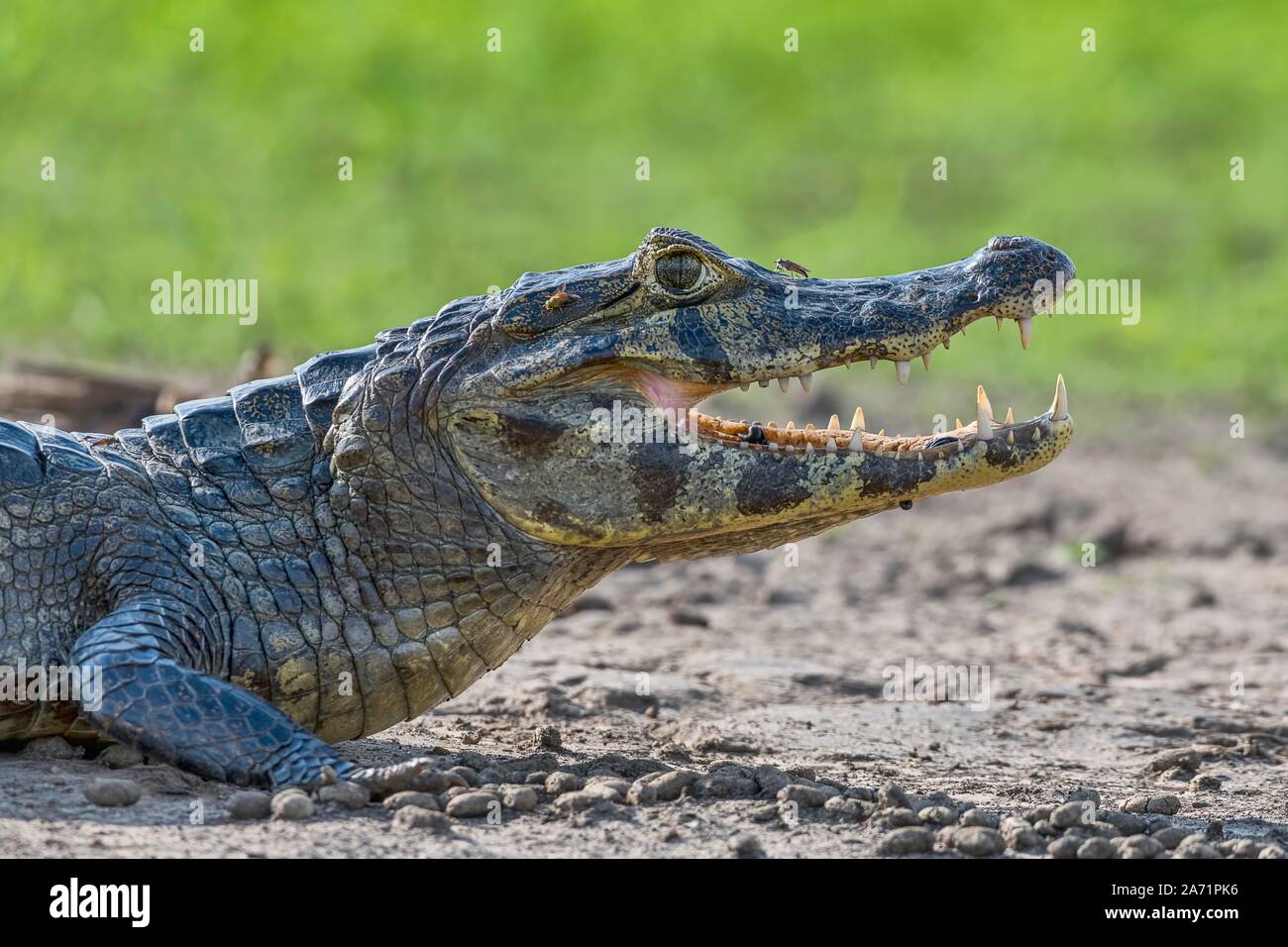 Caimano dagli occhiali (Caiman crocodilus yacare), animale ritratto, vista laterale, Pantanal, Mato Grosso, Brasile Foto Stock