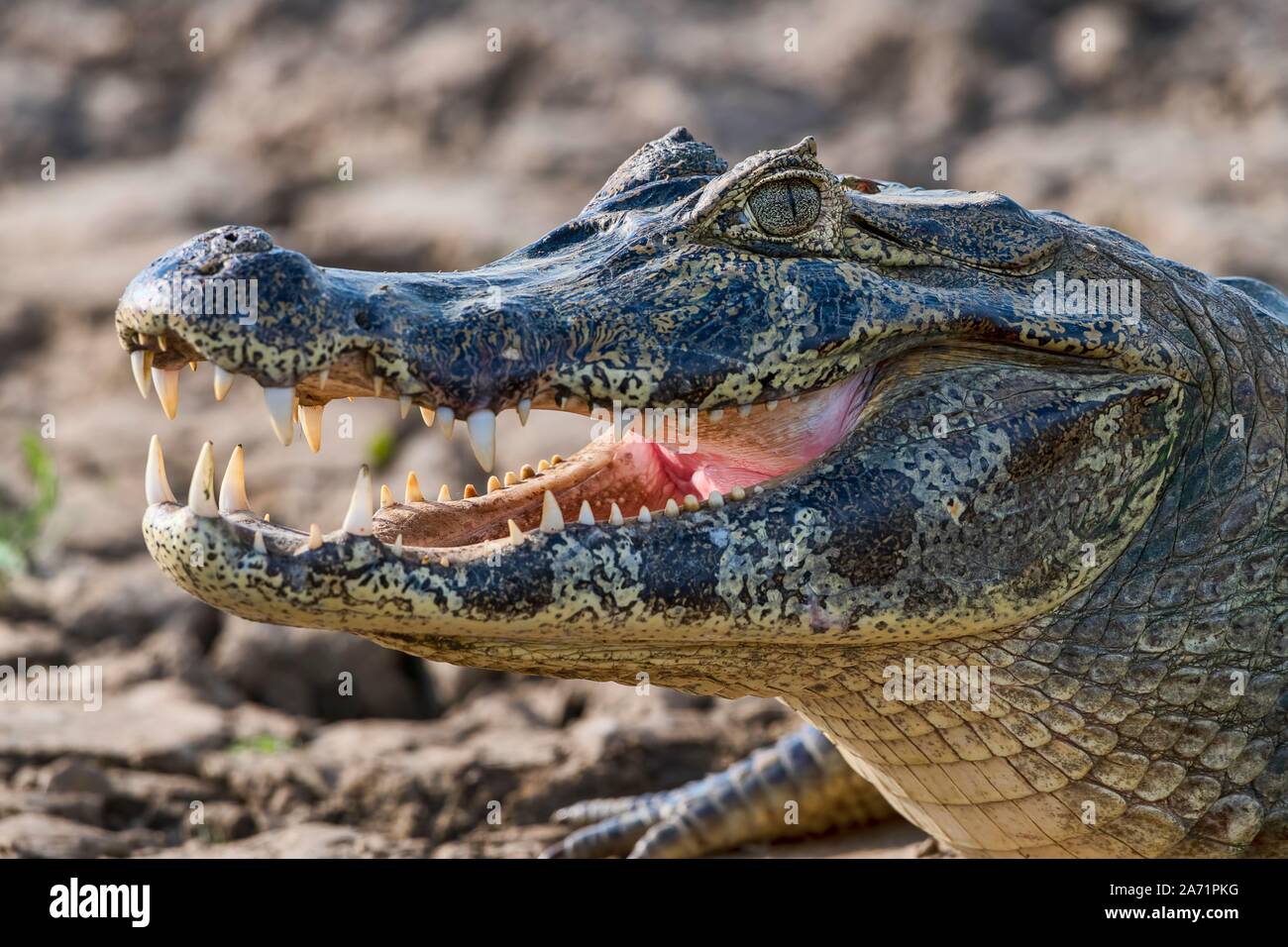 Caimano dagli occhiali (Caiman crocodilus yacare) con bocca aperta sulla riva, animale ritratto, Pantanal, Mato Grosso, Brasile Foto Stock