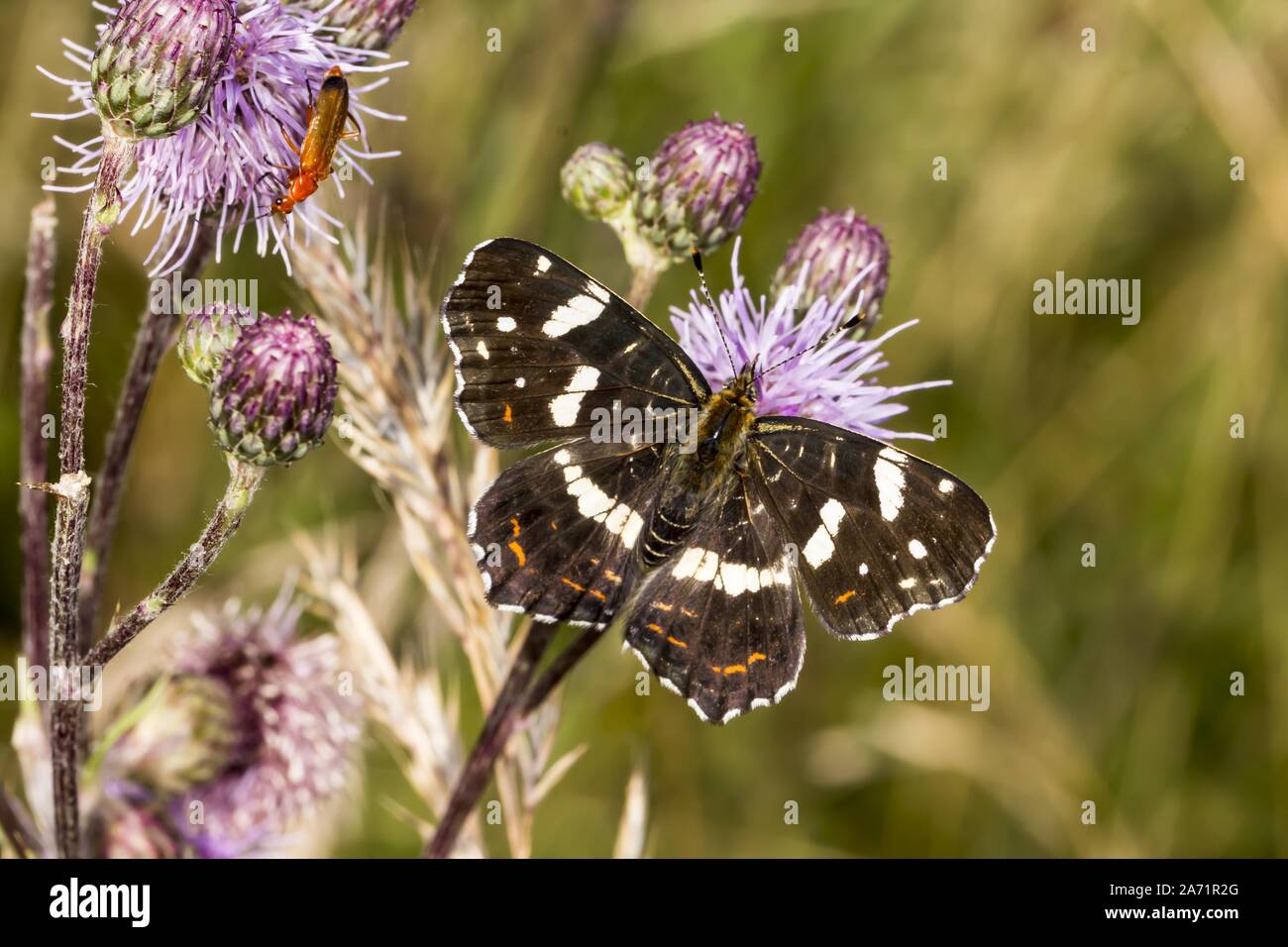 Araschnia levana, piccola mappa piccola mappa butterfly Foto Stock