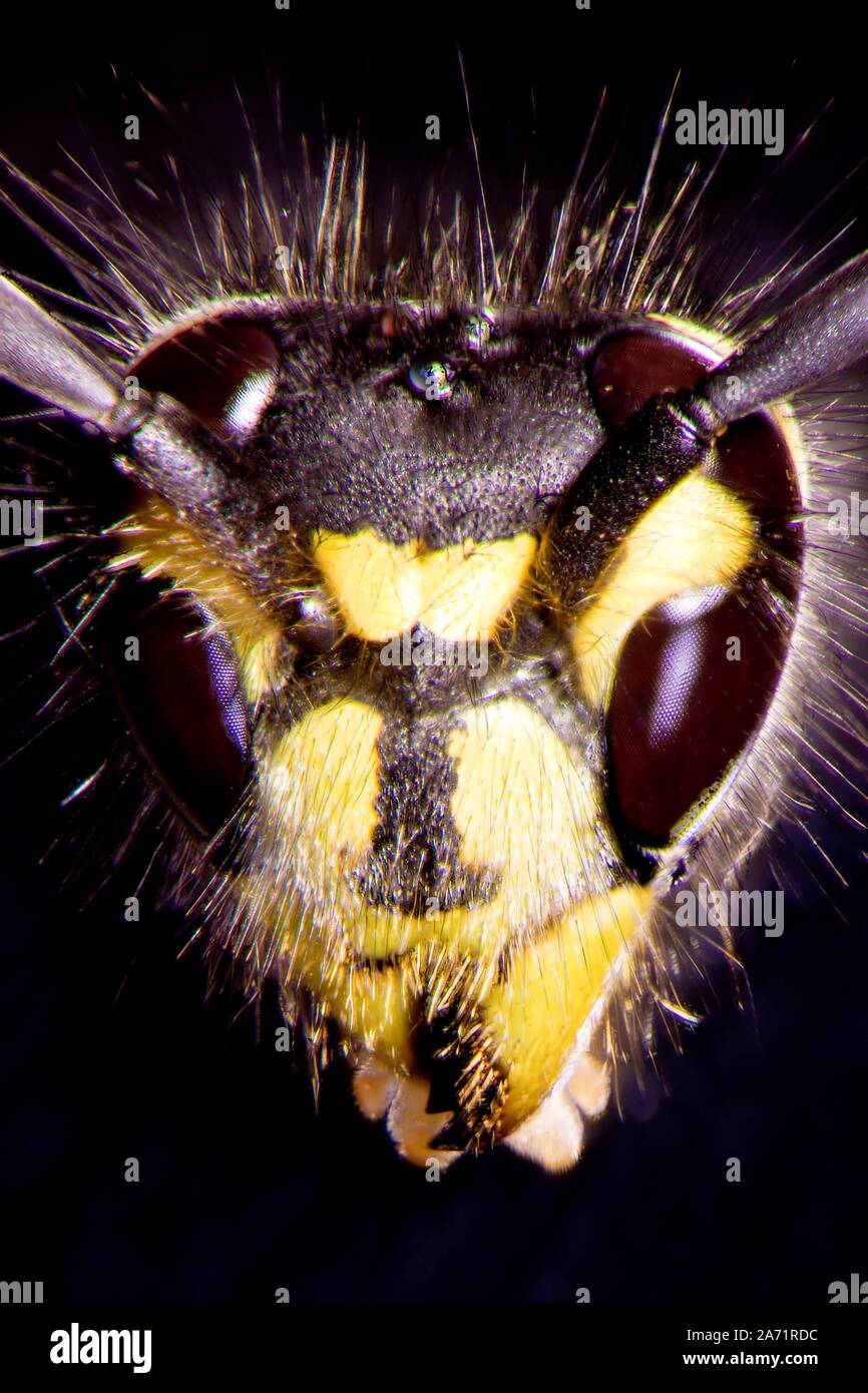 Microphoto di una vespa Foto Stock