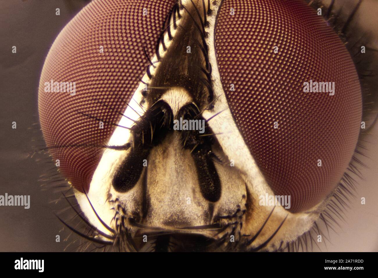 Microphoto di una mosca Foto Stock