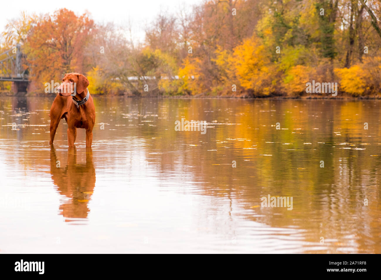 Cane di autunno Foto Stock