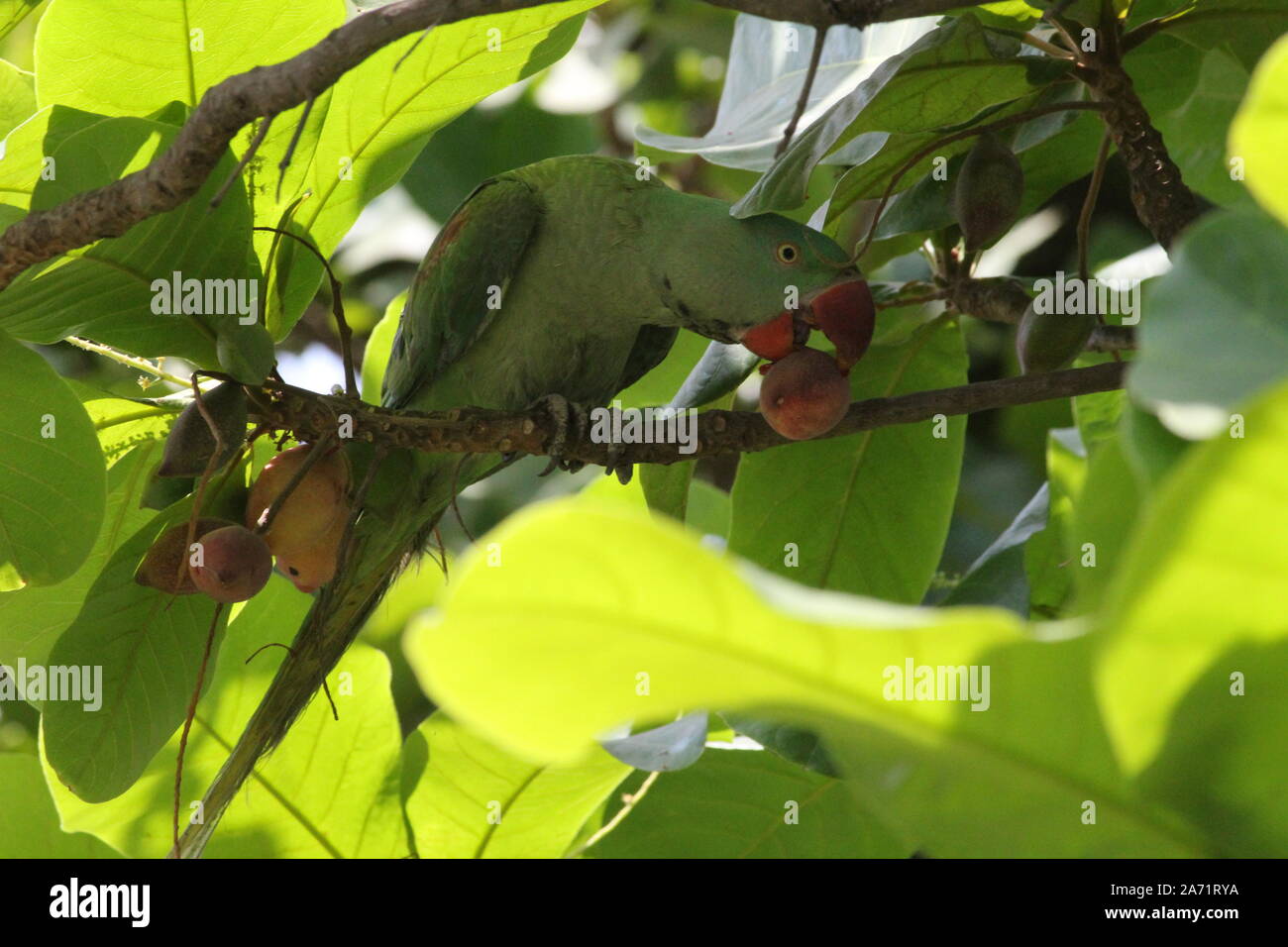 Un pappagallo verde bitting un grezzo di mandorla con il suo rosso puro forte becco lungo. Foto Stock