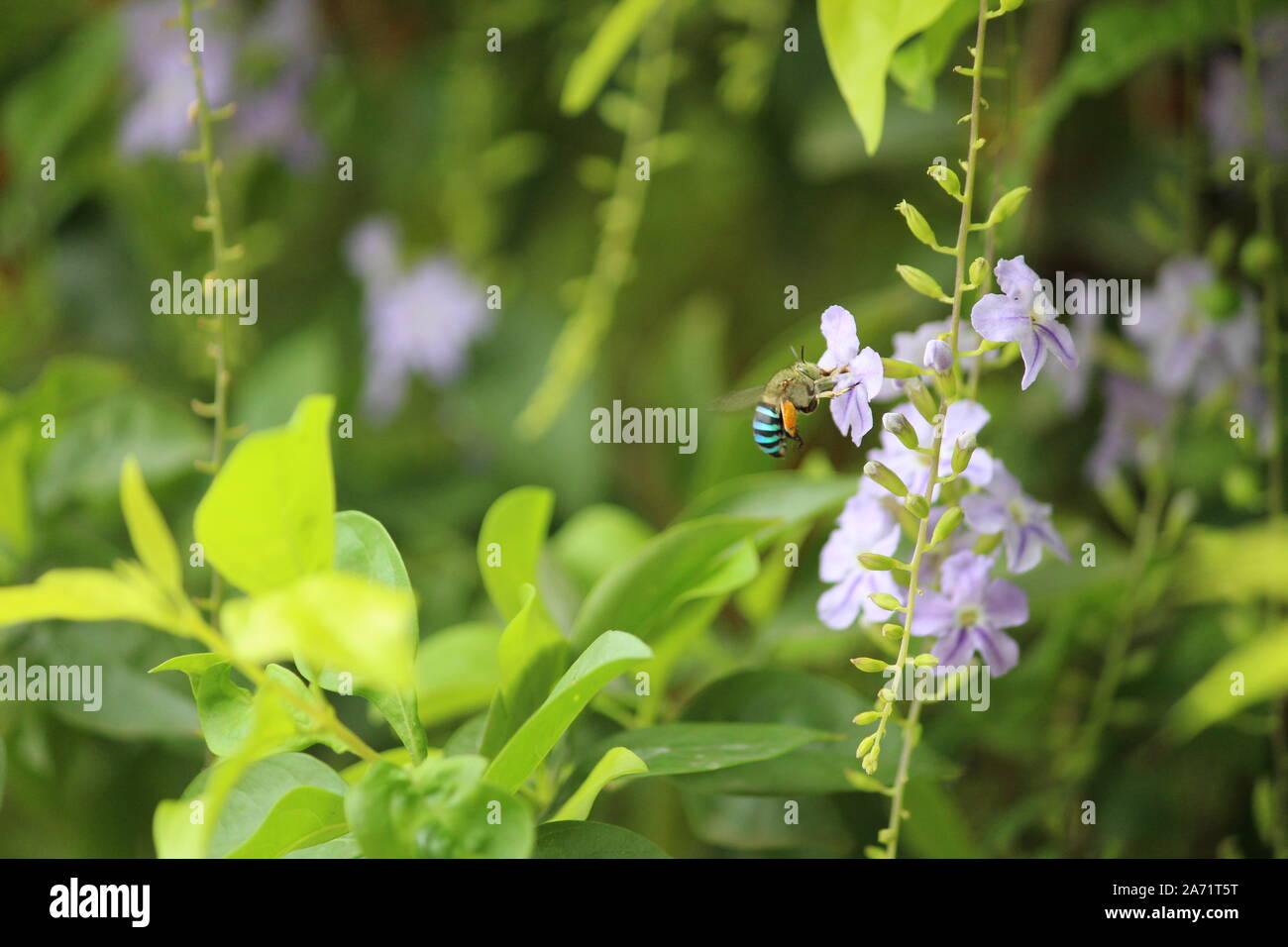 Un miele delle api aspirare alcuni nettore per la sua dolce alveolare sano miele formano piccoli fiori. Foto Stock