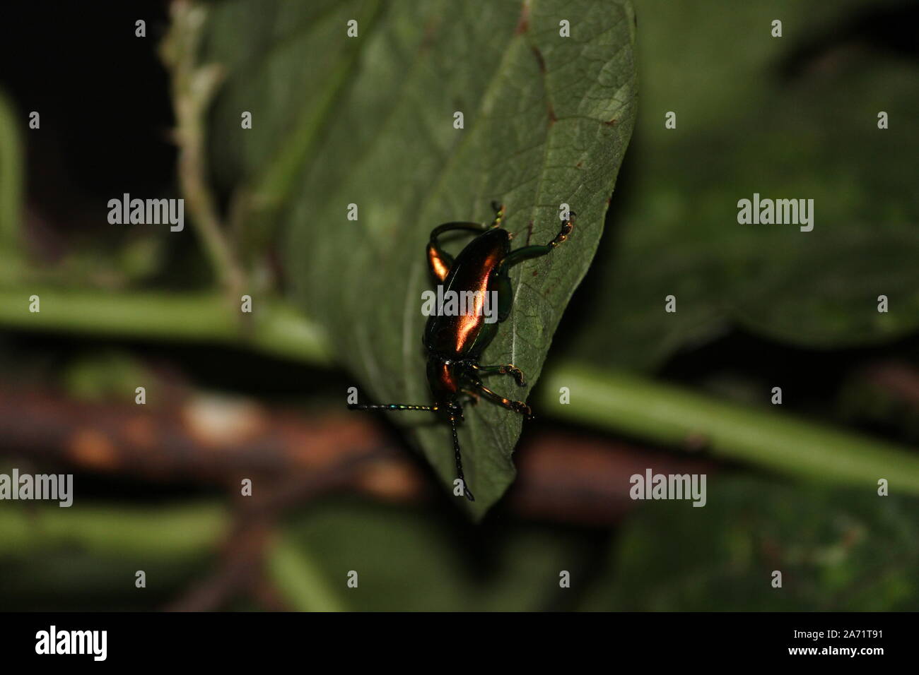 Un Golden beetle capovolto su una foglia. Foto Stock