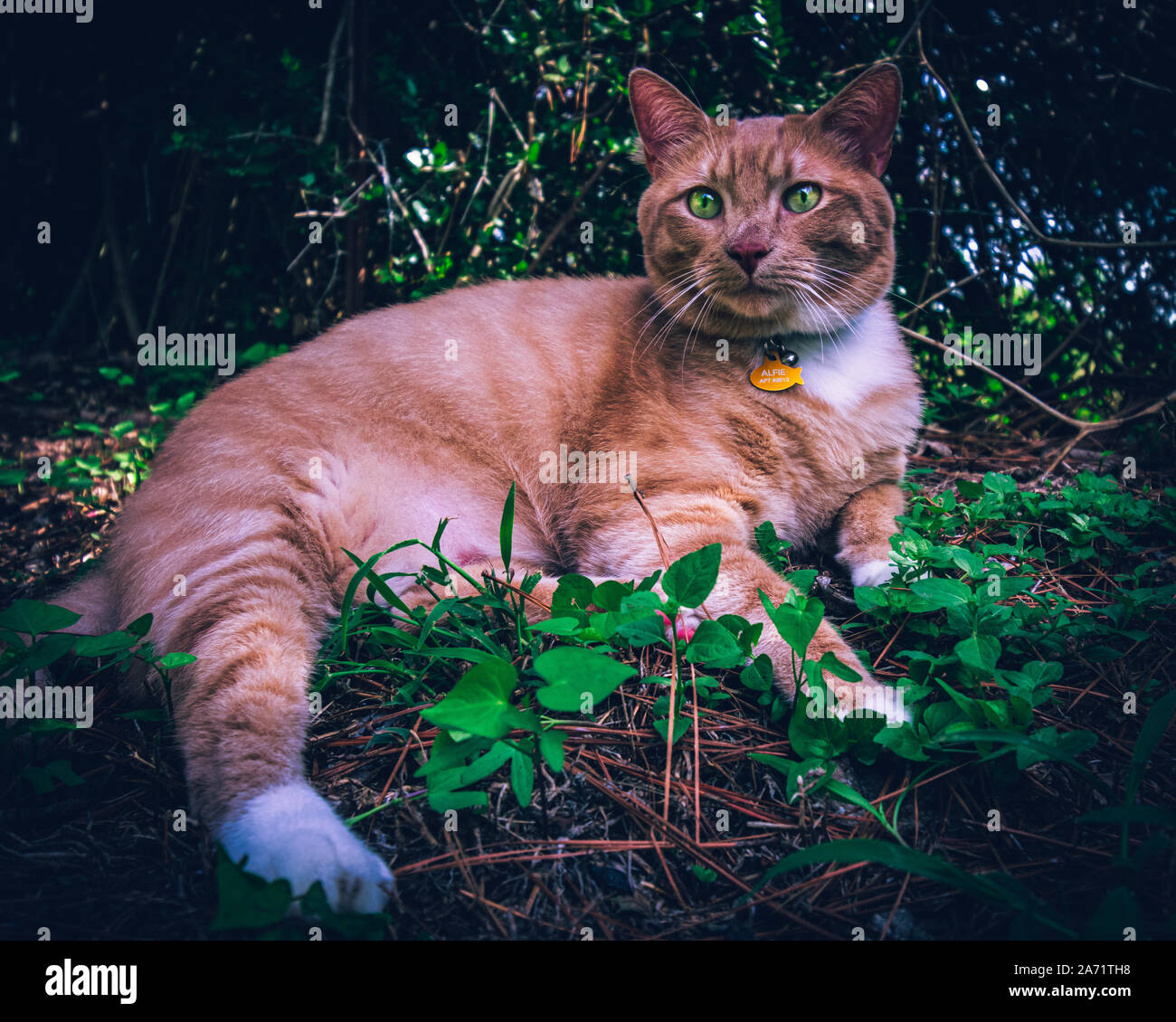 Arancione porta Fuori Cat Foto Stock