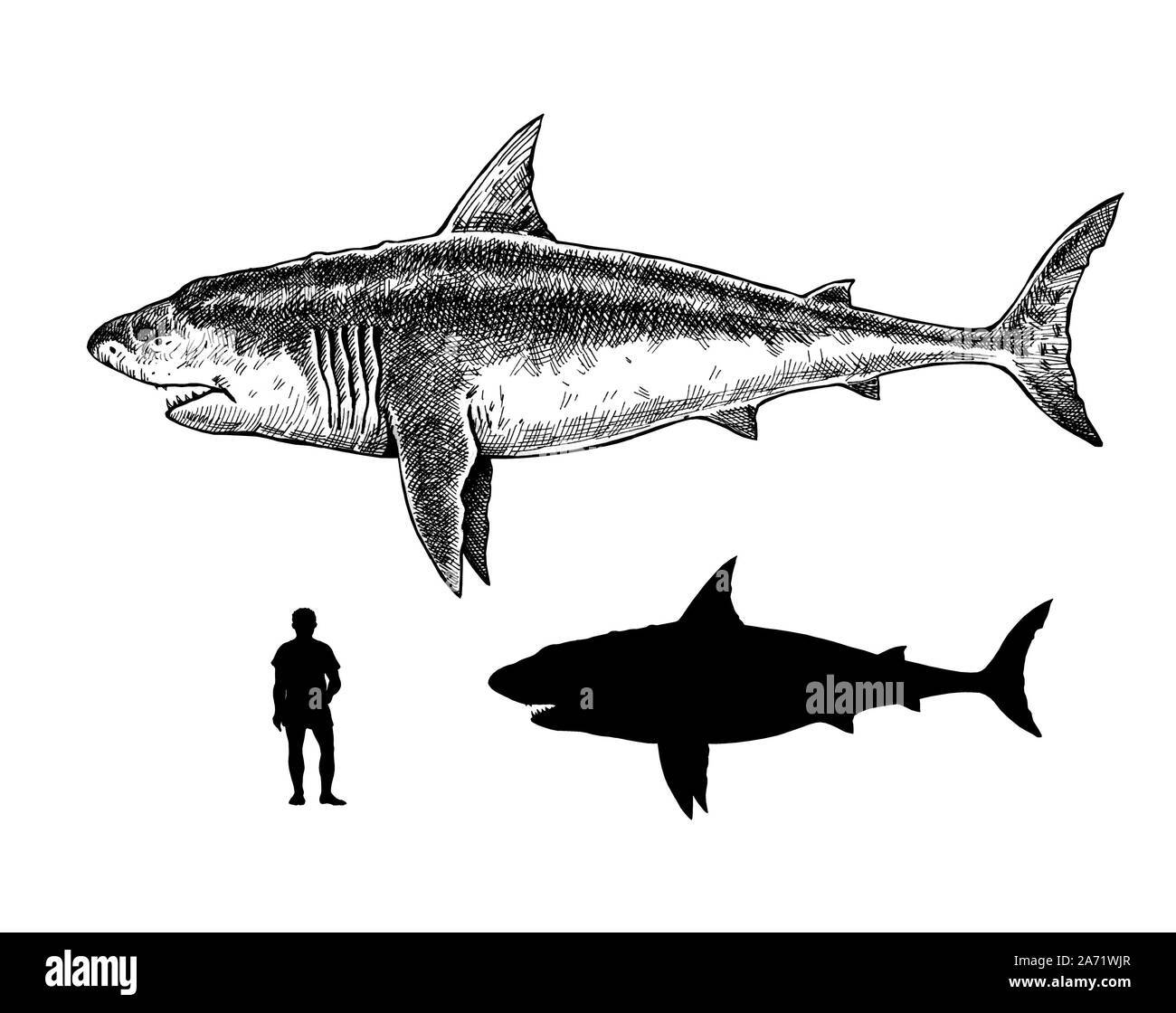 Confronto tra gli esseri umani, squalo bianco e megalodon. Grande Disegno di squalo. Monster megalodon illustrazione. Foto Stock