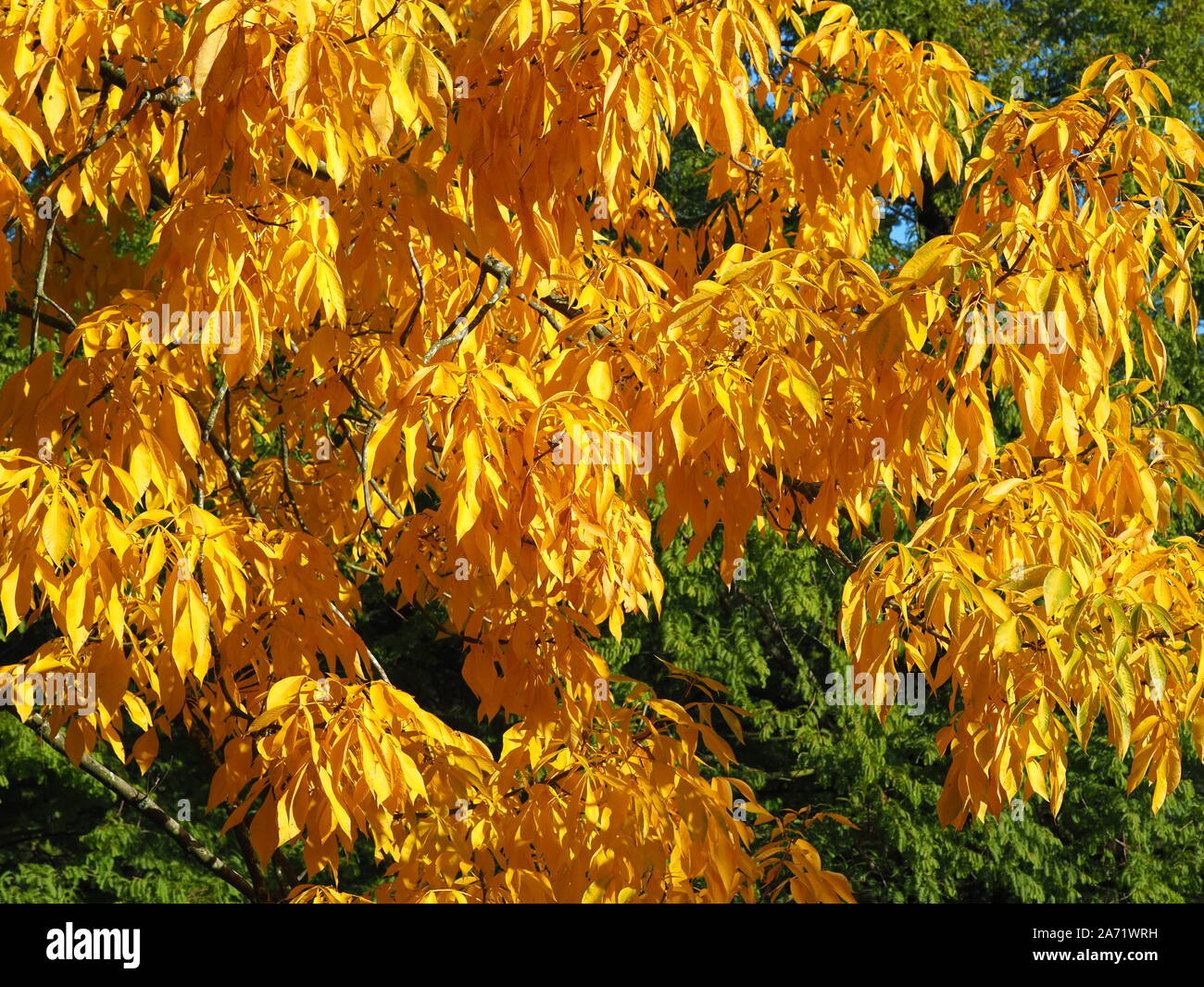 Splendido colore giallo brillante fogliame del shagbark hickory tree (Carya ovata), in un Nord Yorkshire park, Inghilterra Foto Stock