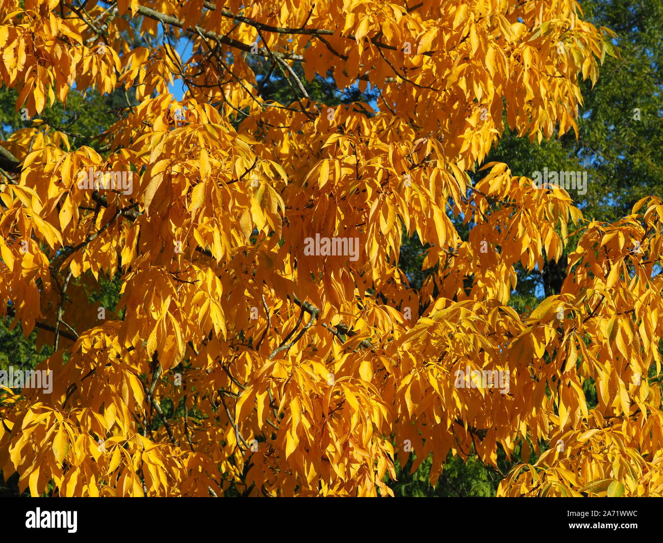 Bel giallo fogliame autunnale del shagbark hickory tree (Carya ovata) cresce in una North Yorkshire park, Inghilterra Foto Stock