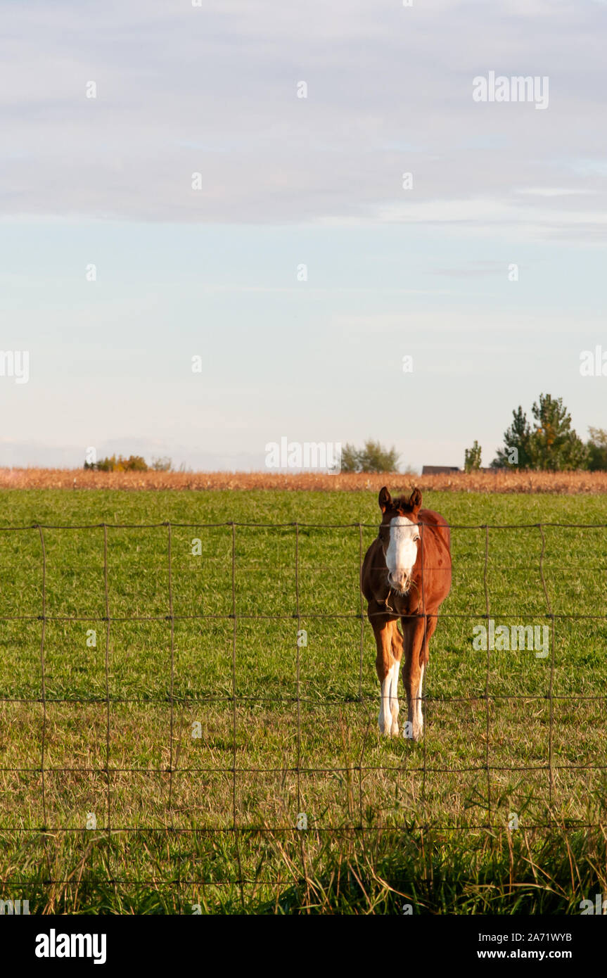 Il puledro di giovani con un tripudio faccia rivolta verso la telecamera la mattina con il sole riscaldando il suo lato Foto Stock