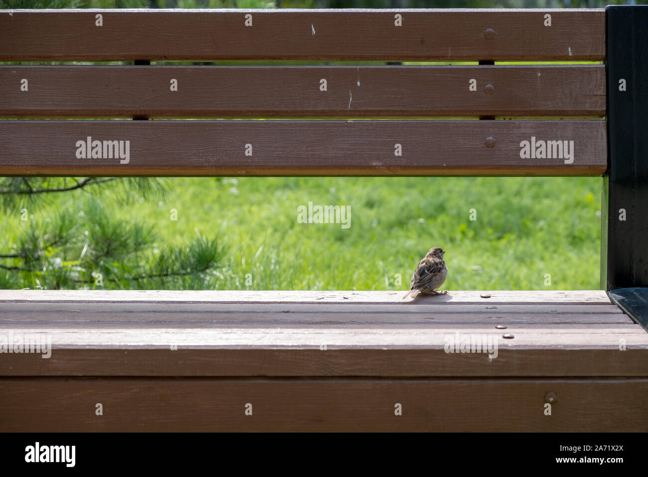 Piccolo passero su un banco di lavoro Foto Stock