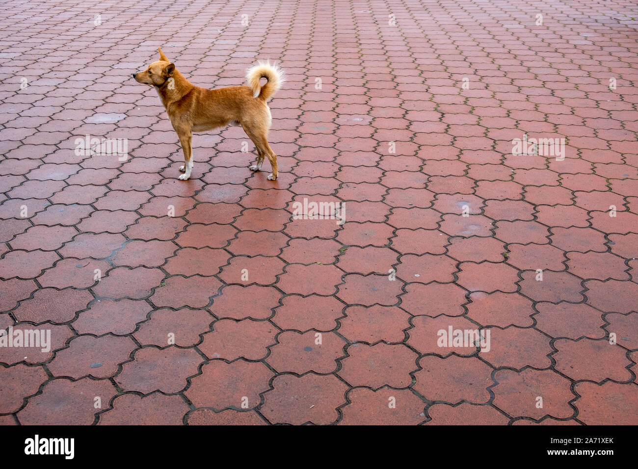 Il cane del lago Baikal Foto Stock