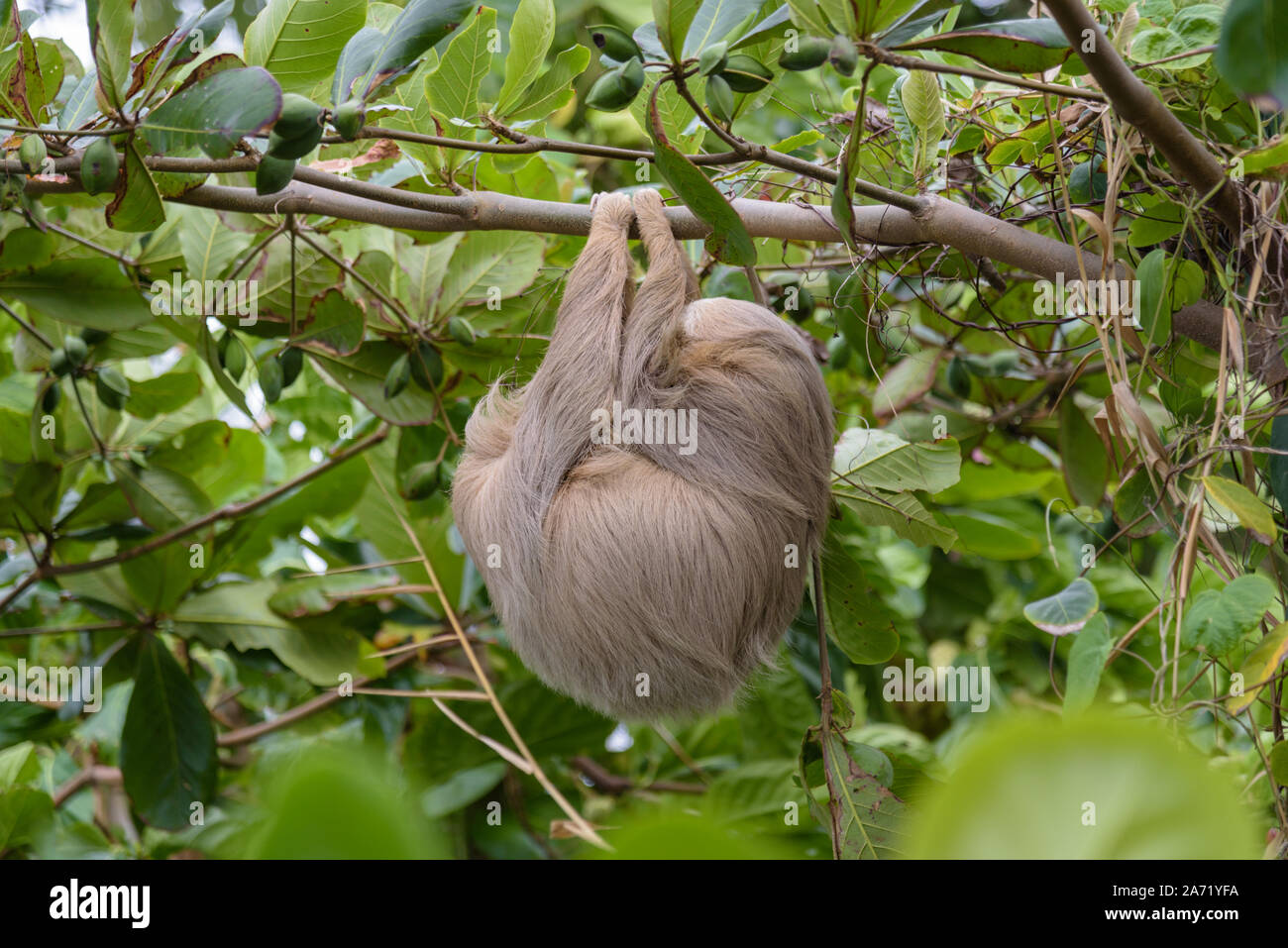 Hoffman a due dita bradipo (Choloepus Hoffmanni) nel selvaggio, foresta del Costa Rica, in America Latina Foto Stock