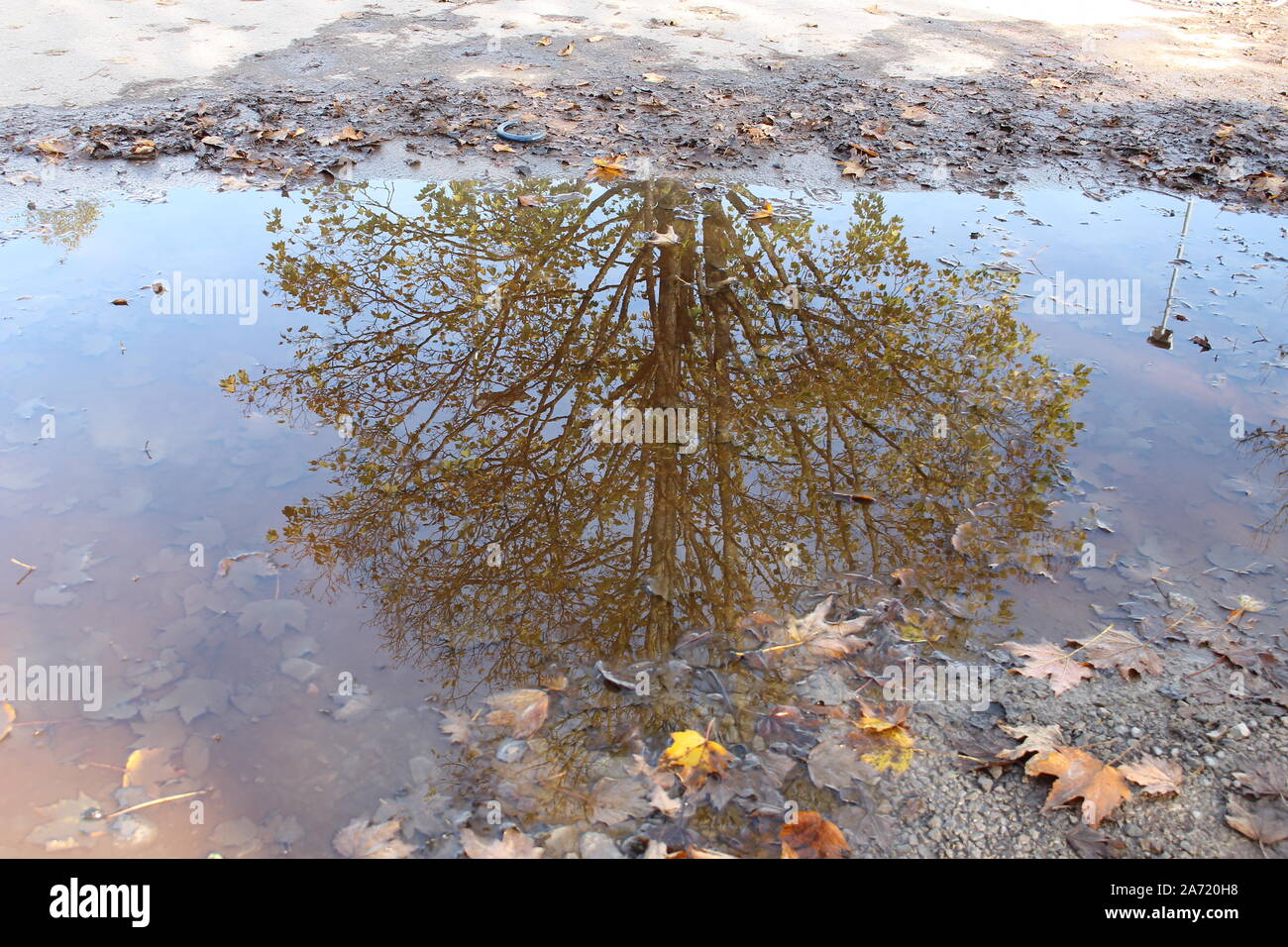 Tree riflettendo in una pozza di fango di acqua con autunno foglie di acero Foto Stock