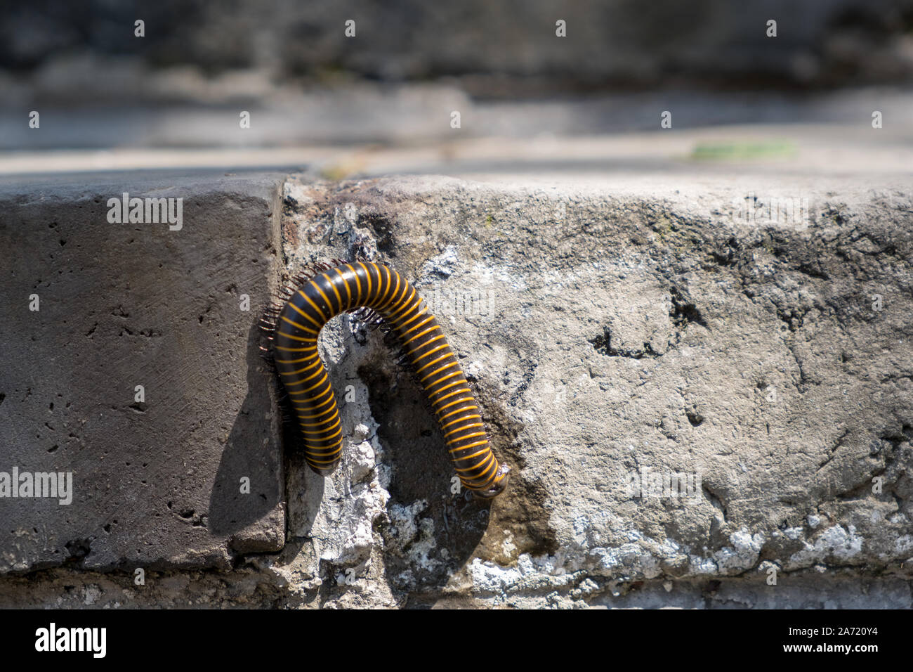 Centipede sulla Grande Muraglia della Cina Foto Stock