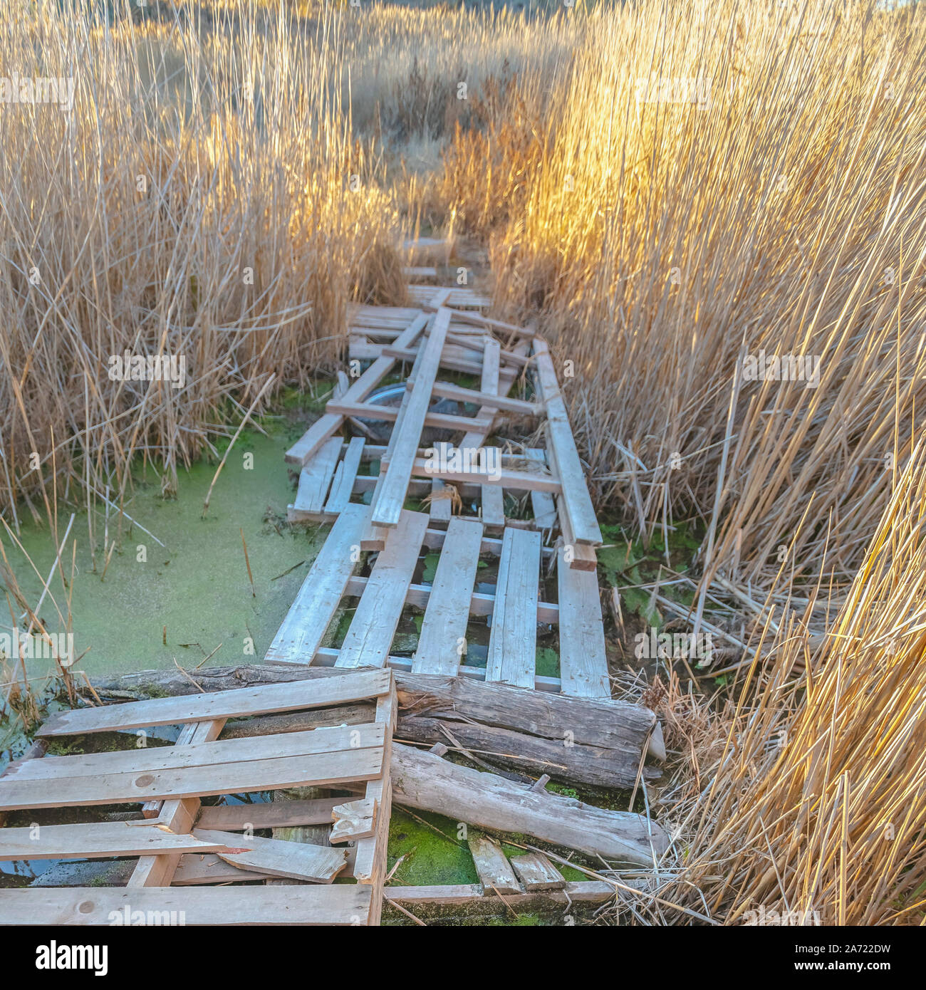 Piazza Ponte fatto dal pallet in una zona paludosa vicino Lago Utah Foto Stock