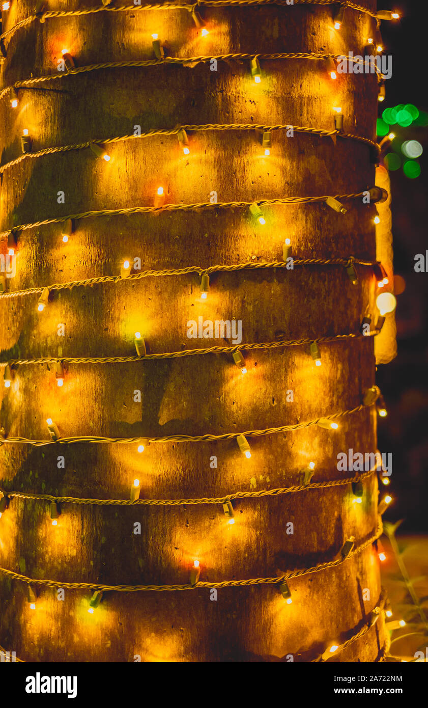 Natale luci decorative su un tronco di palma. Miami, Florida, Stati Uniti d'America. Foto Stock