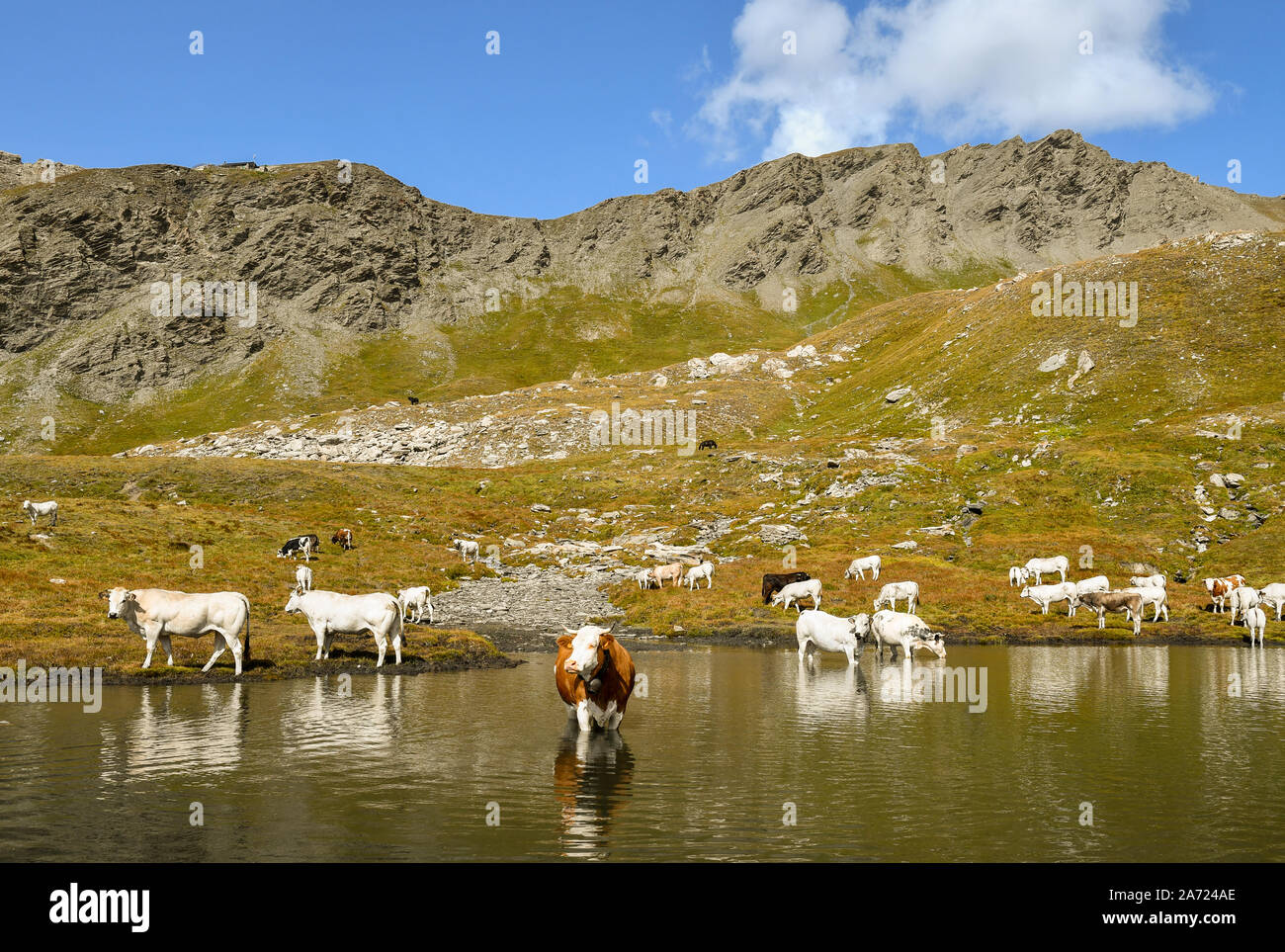 Una mandria di mucche al pascolo e rinfrescante sulla riva del Pic d'Asti Lago del Colle dell'Agnello mountain pass in tarda estate, Chianale, Piemonte, Italia Foto Stock