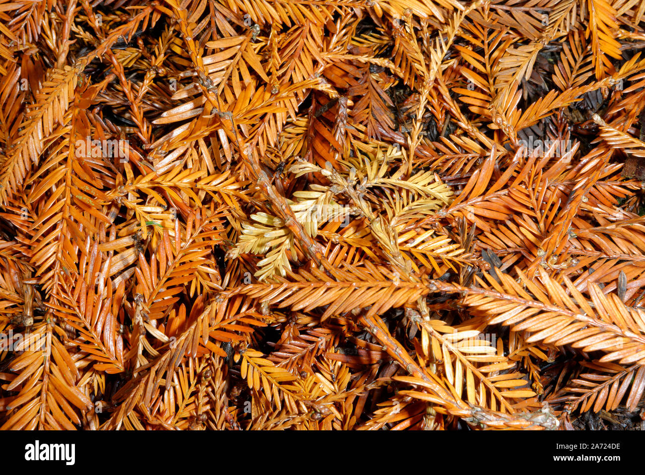 Coast Redwood - Sequoia sempervirens caduta foglie sul terreno Foto Stock