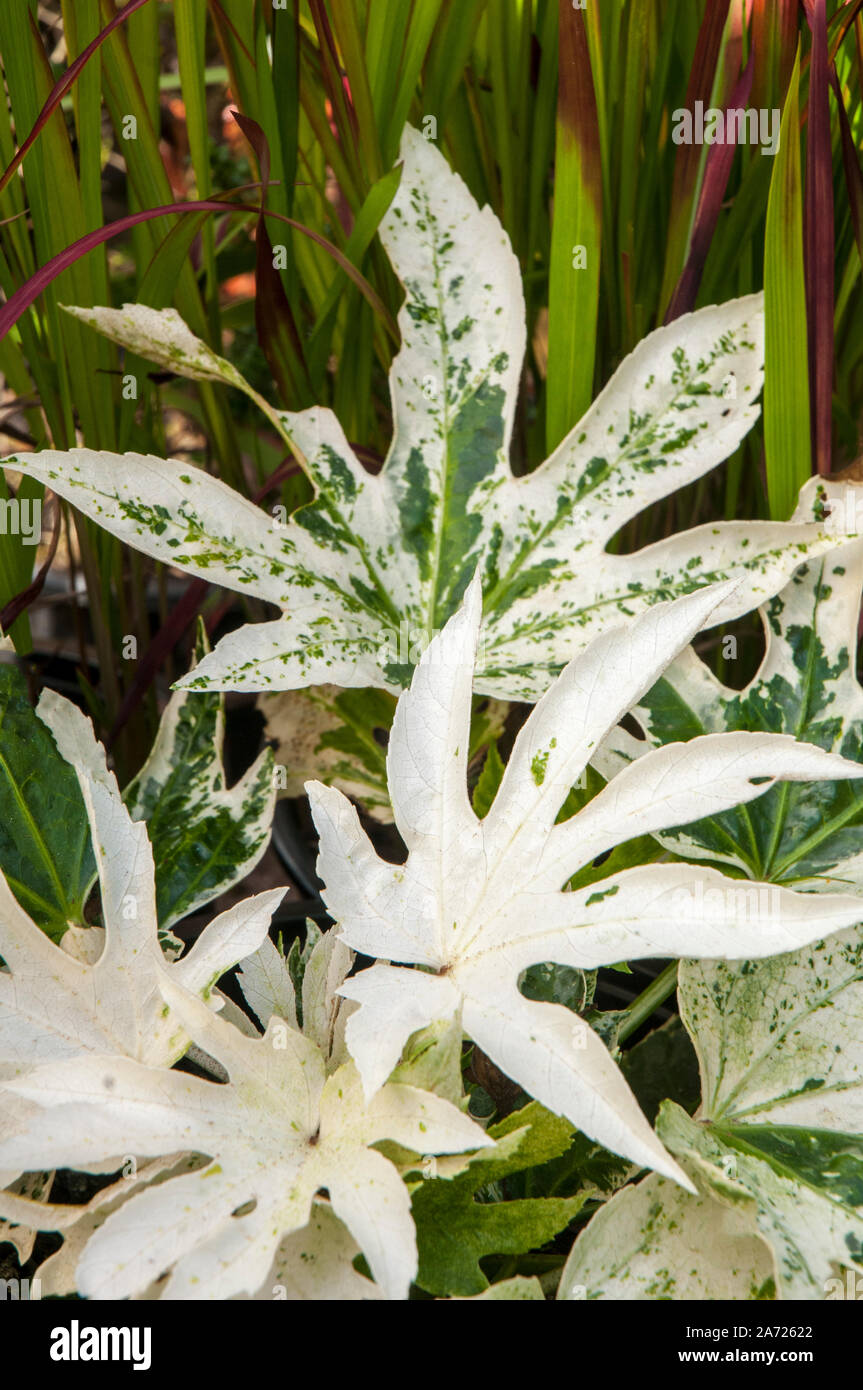 Fatsia japonica Spider Web è una pianta che ha il bianco e il verde delle foglie di un arbusto cespuglioso che è evergreen e completamente hardy Foto Stock