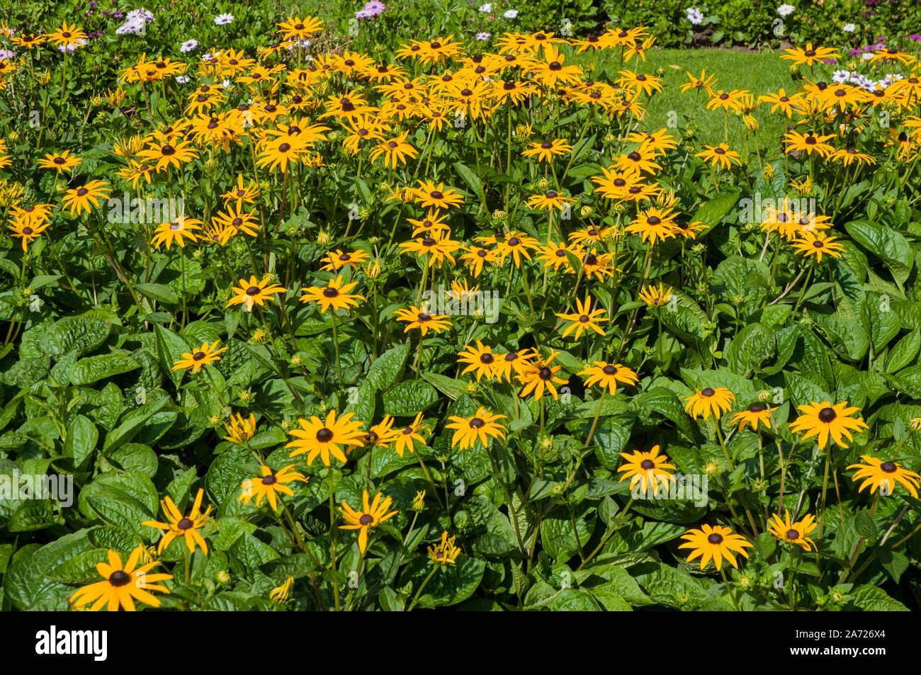 Una massa piantagione di Rudbeckia Goldsturm in un grande letto di fiori. Un fiore giallo perenne che è completamente hardy Foto Stock