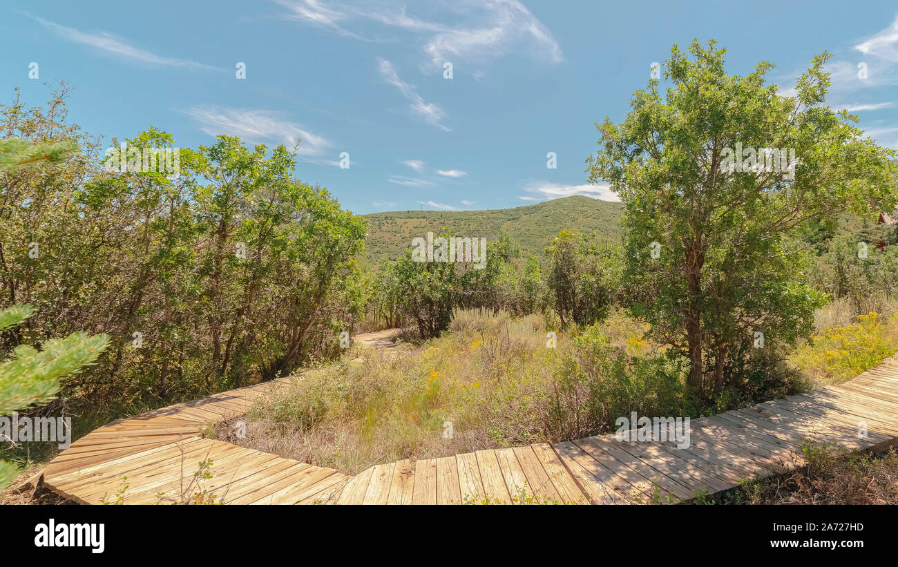 Panorama passerella in legno che conduce in basso la foresta circondato da alberi sotto il cielo blu Foto Stock