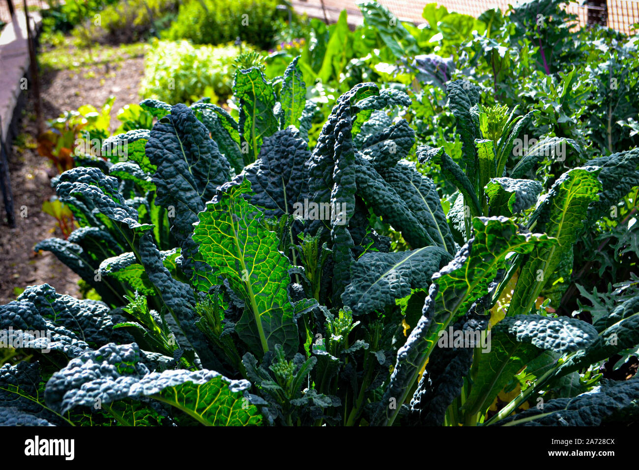 Raccolto di Kale toscano, Brassica oleracea, crescendo sotto la luce diretta del sole Foto Stock