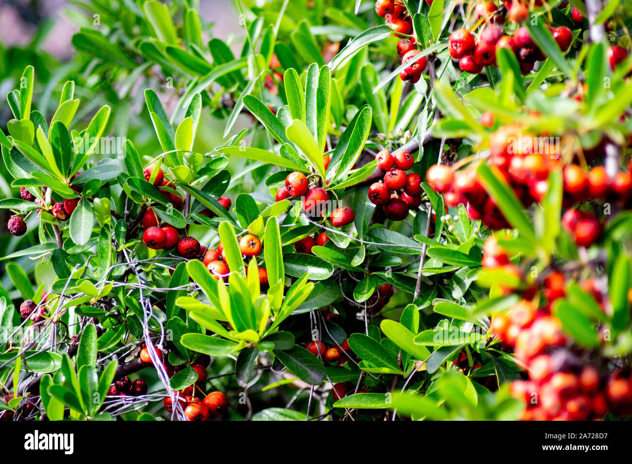 Bacche rosse su Dahoon agrifoglio Ilex cassine, con foglie di colore verde in presenza di luce solare Foto Stock