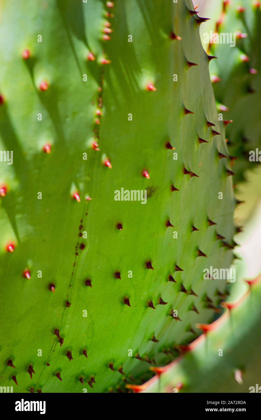 Aloe marlothii Leaf - Close-Up, Sud Africana e Pianta del deserto Foto Stock