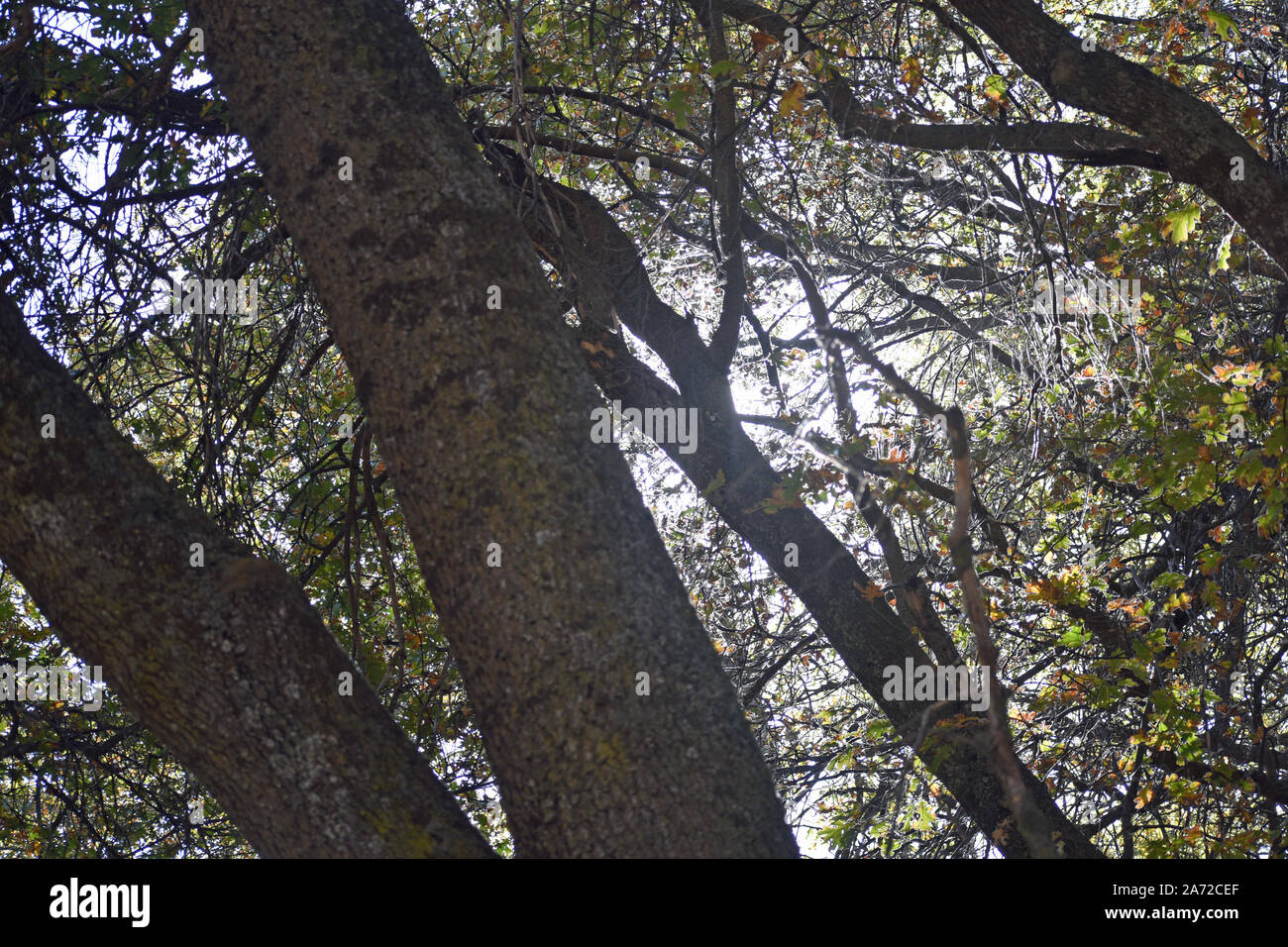 Alberi di quercia nel bosco Foto Stock