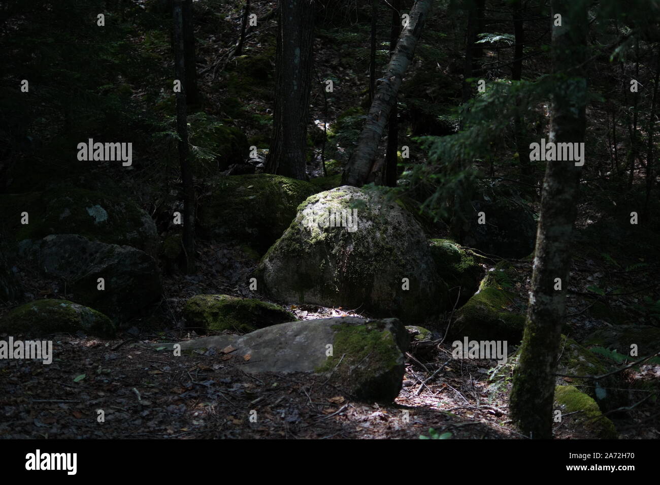Mystic rock nella foresta Foto Stock